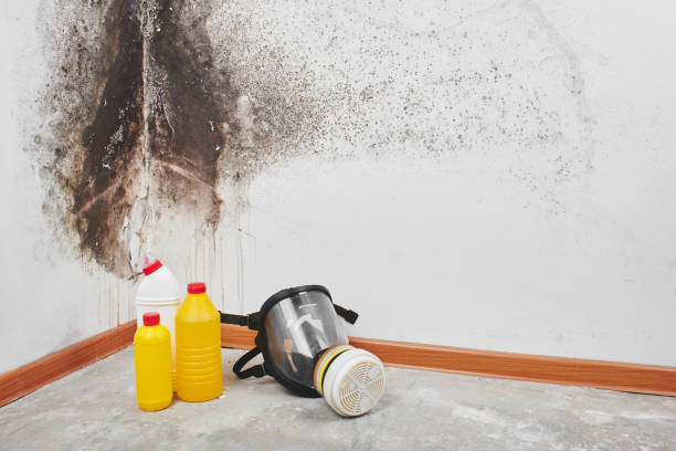 Best Residential Mold Removal  in Keokea, HI