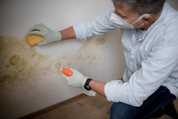 Best Black Mold Removal  in Keokea, HI