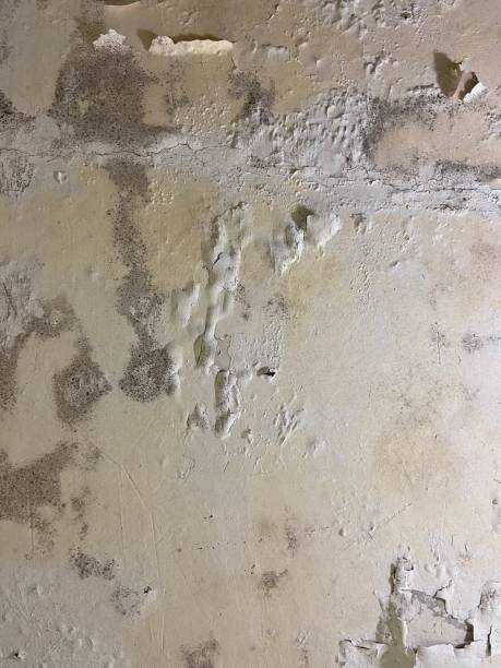 Best Best Mold Removal Companies  in Keokea, HI