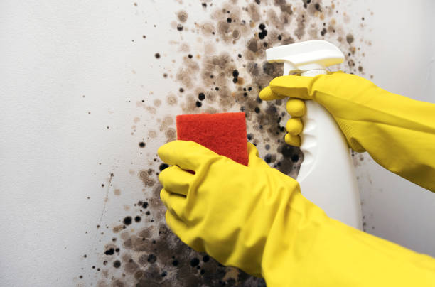 Best Same-Day Mold Removal  in Keokea, HI