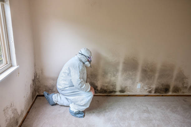 Professional Mold Removal in Keokea, HI
