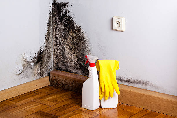 Best Crawl Space Mold Removal  in Keokea, HI