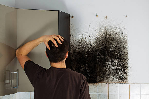 Best Office Mold Removal Services  in Keokea, HI