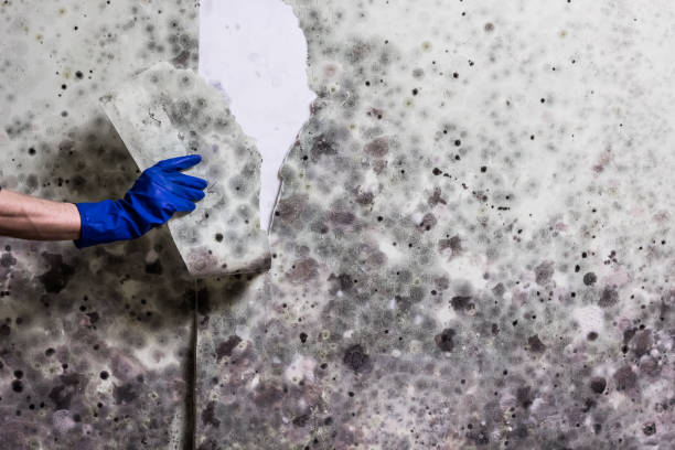 Attic Mold Removal in Keokea, HI