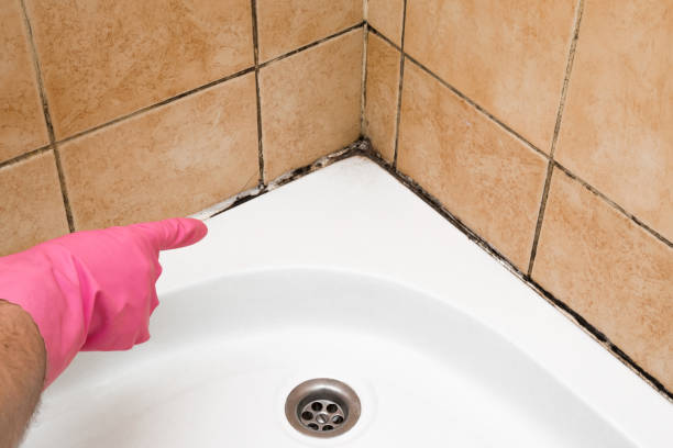 Mold Removal and Inspection in Keokea, HI